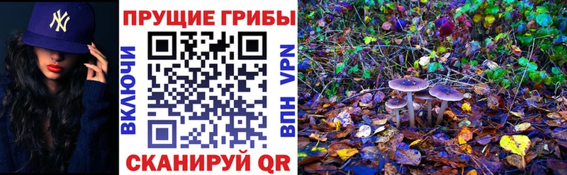 цены наркотик  Игра  Псилоцибиновые грибы Psilocybe 